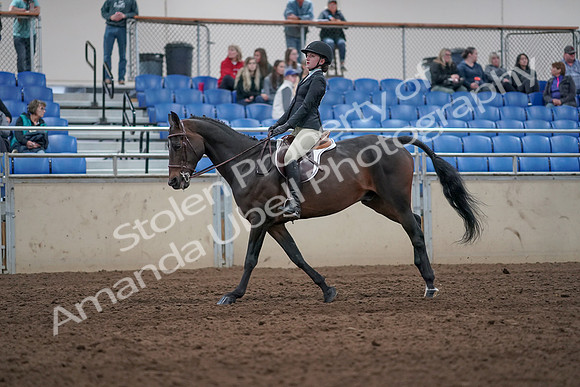 2019 Morgan Horse Show - Aug 31, 2019 - 20644