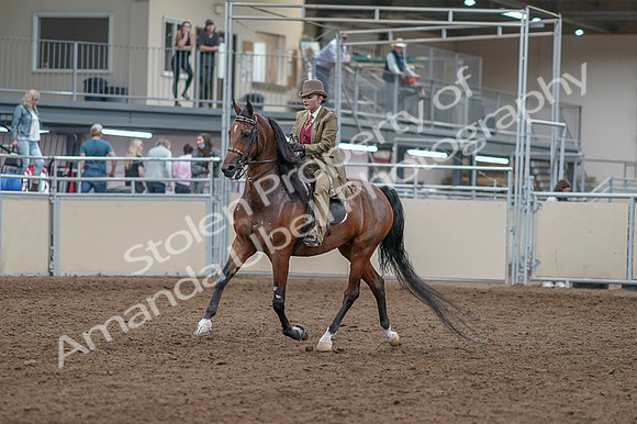 2020 - AB Morgan Horse - Fri, Sept 04 - 11126