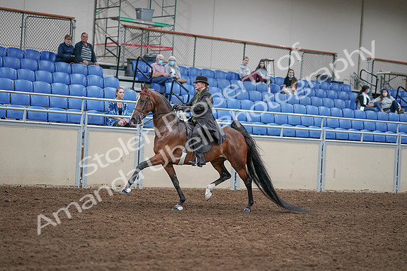 2020 - AB Morgan Horse - Fri, Sept 04 - 09539