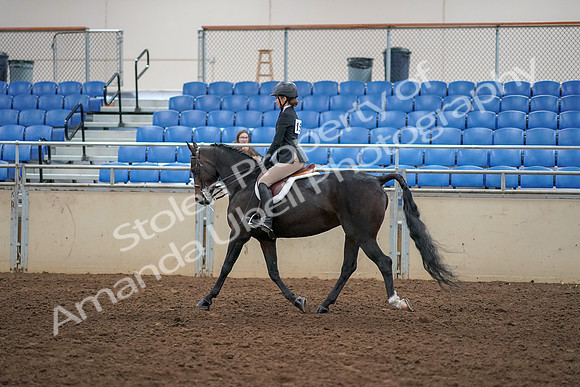 2019 Morgan Horse Show - Aug 30, 2019 - 12132