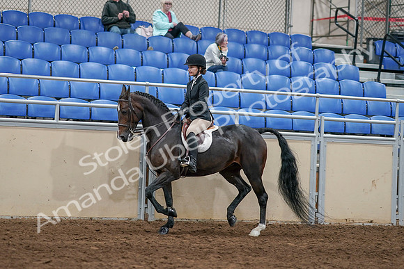 2020 - AB Morgan Horse - Sat, Sept 05 - 14416