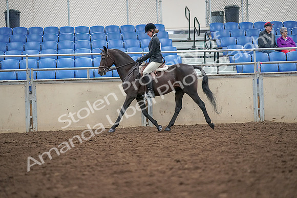 2019 Morgan Horse Show - Aug 30, 2019 - 20135