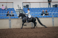 2019 Morgan Horse Show - Aug 31, 2019 - 09236
