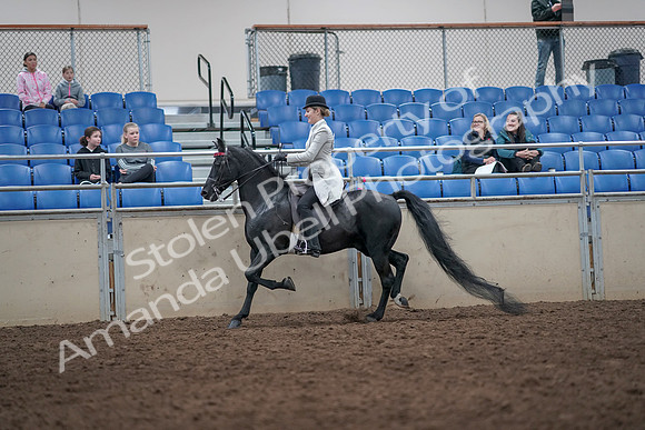 2019 Morgan Horse Show - Aug 31, 2019 - 09236
