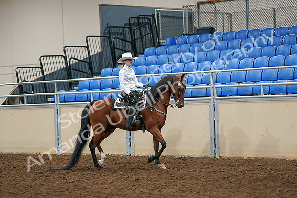 2020 - AB Morgan Horse - Fri, Sept 04 - 03515