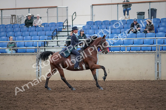 2019 Morgan Horse Show - Aug 31, 2019 - 09700