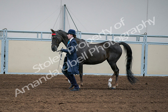 2020 - AB Morgan Horse - Fri, Sept 04 - 00701