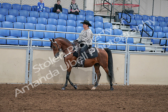 2020 - AB Morgan Horse - Fri, Sept 04 - 05705