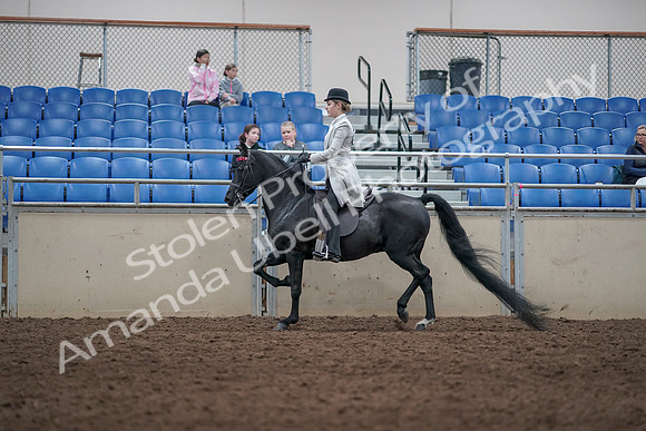 2019 Morgan Horse Show - Aug 31, 2019 - 09347