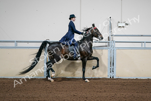 2020 - AB Morgan Horse - Sat, Sept 05 - 06317