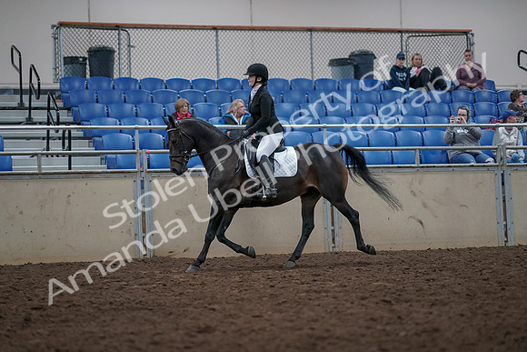 2019 Morgan Horse Show - Aug 31, 2019 - 16538