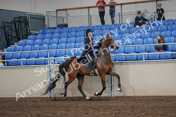 2020 - AB Morgan Horse - Sat, Sept 05 - 06800