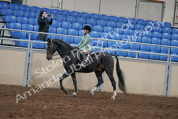 2020 - AB Morgan Horse - Sun, Sept 06 - 07803