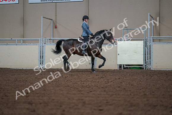 2019 Morgan Horse Show - Aug 30, 2019 - 18511