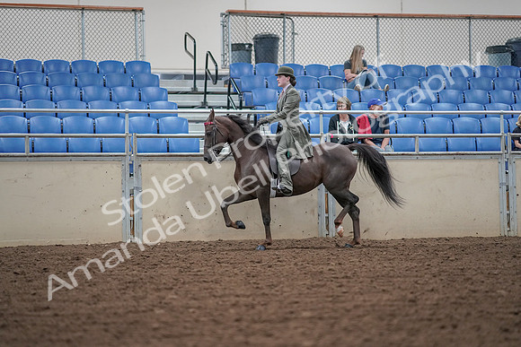 2019 Morgan Horse Show - Aug 30, 2019 - 15520