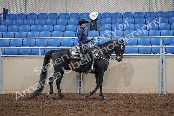 2020 - AB Morgan Horse - Sun, Sept 06 - 07536