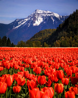 2024 - April 14 - tulip festival - 0581