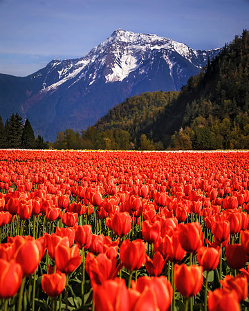 2024 - April 14 - tulip festival - 0581