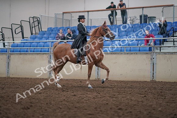 2019 Morgan Horse Show - Aug 31, 2019 - 20714