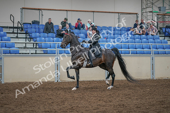 2020 - AB Morgan Horse - Fri, Sept 04 - 11347