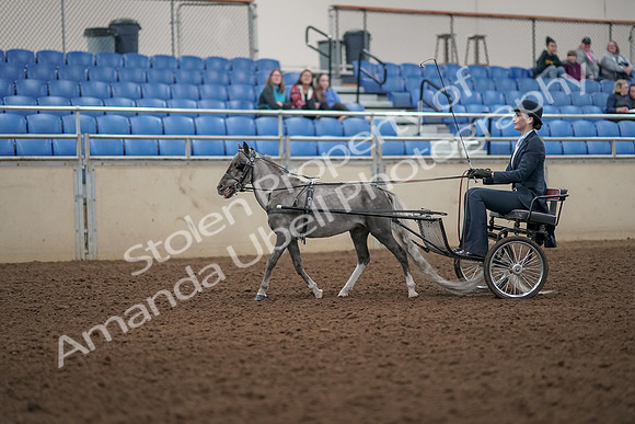2019 Morgan Horse Show - Aug 31, 2019 - 04250