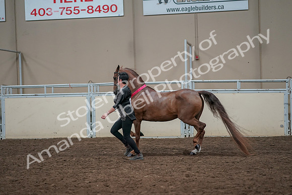 2019 Morgan Horse Show - Aug 31, 2019 - 01474