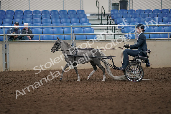 2019 Morgan Horse Show - Aug 31, 2019 - 04270