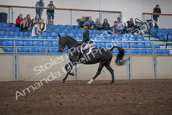 2019 Morgan Horse Show - Aug 31, 2019 - 20608