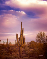 Landscapes - US - 020
