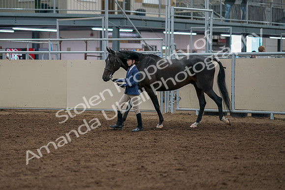 2020 - AB Morgan Horse - Fri, Sept 04 - 00913