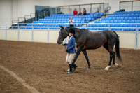 2020 - AB Morgan Horse - Fri, Sept 04 - 00877