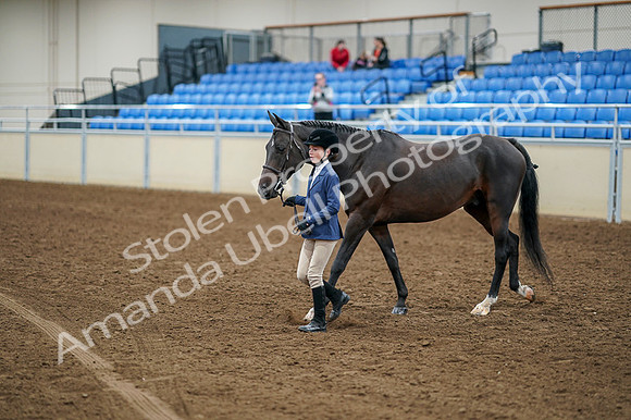 2020 - AB Morgan Horse - Fri, Sept 04 - 00877