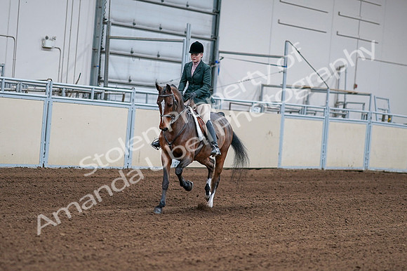 2020 - AB Morgan Horse - Fri, Sept 04 - 01674