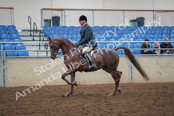 2019 Morgan Horse Show - Aug 30, 2019 - 17258