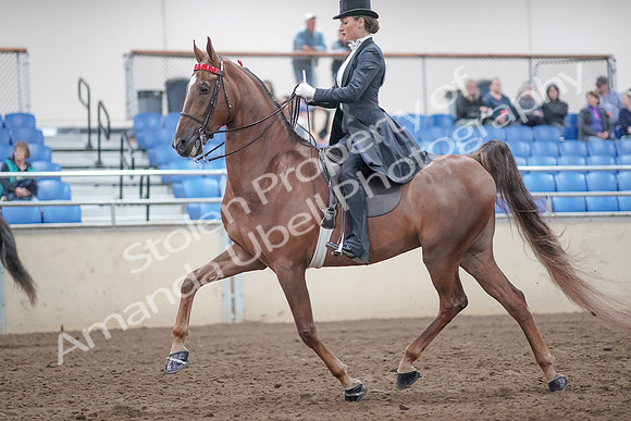 2019 Morgan Horse Show - Aug 31, 2019 - 20452