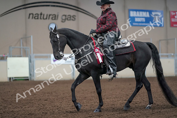 2019 Morgan Horse Show - Aug 31, 2019 - 10816