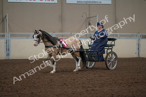 2019 Morgan Horse Show - Aug 31, 2019 - 04604