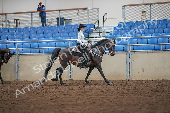 2019 Morgan Horse Show - Aug 30, 2019 - 16947