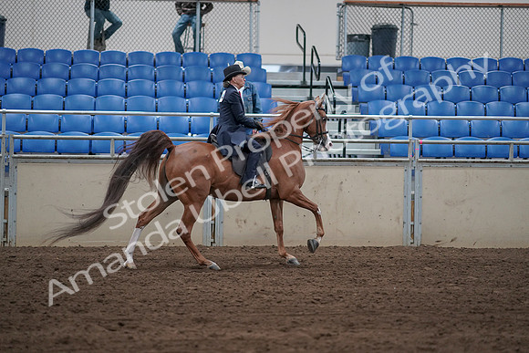 2019 Morgan Horse Show - Sept 01, 2019 - 12035