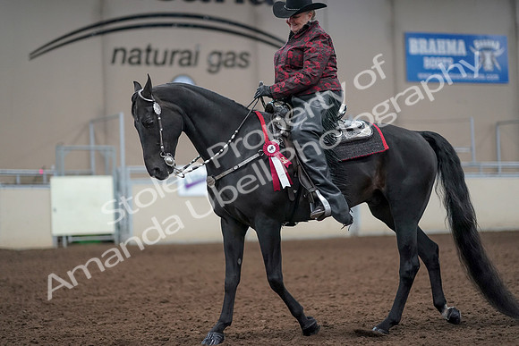 2019 Morgan Horse Show - Aug 31, 2019 - 10819