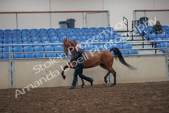 2019 Morgan Horse Show - Aug 31, 2019 - 03592