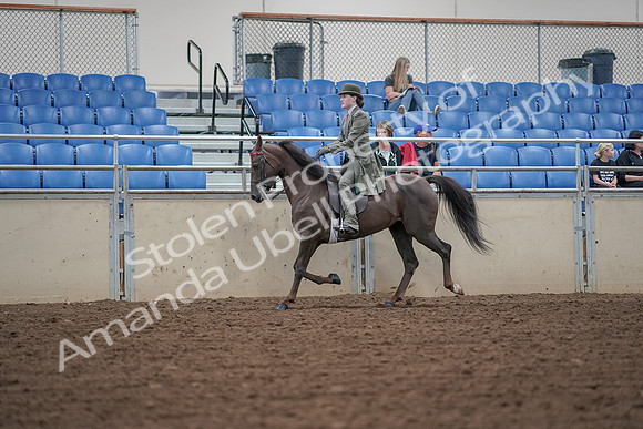 2019 Morgan Horse Show - Aug 30, 2019 - 15518