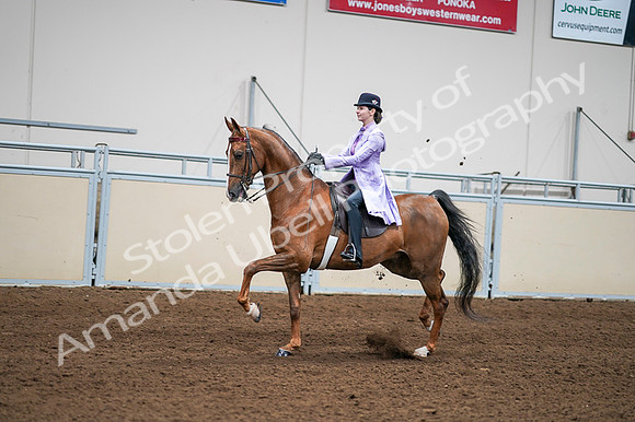 2020 - AB Morgan Horse - Fri, Sept 04 - 04923