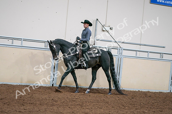 2020 - AB Morgan Horse - Fri, Sept 04 - 08533