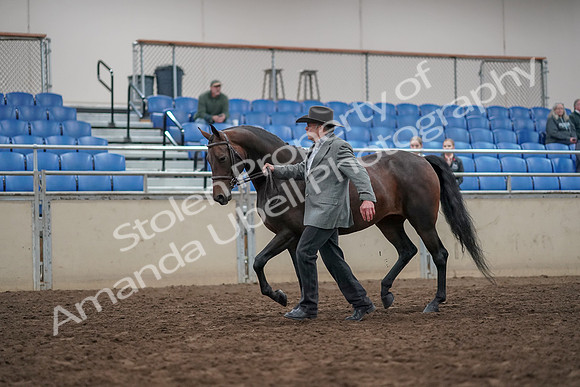 2019 Morgan Horse Show - Aug 31, 2019 - 03682