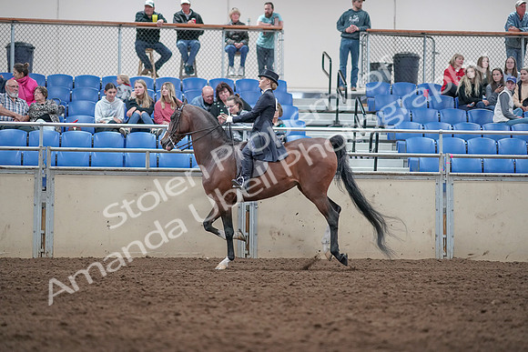 2019 Morgan Horse Show - Aug 31, 2019 - 20594