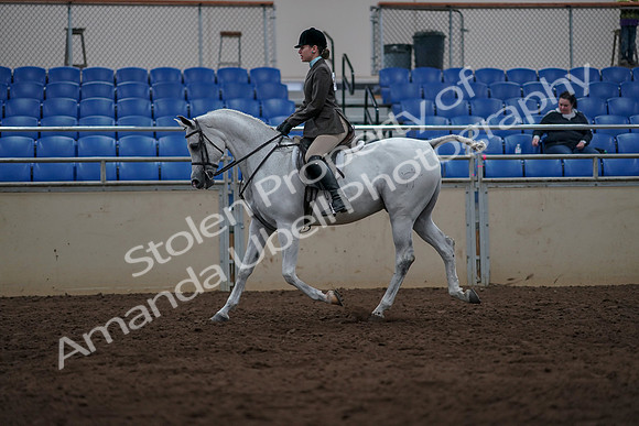 2019 Morgan Horse Show - Sept 01, 2019 - 08577