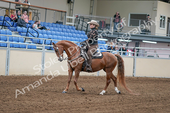 2020 - AB Morgan Horse - Fri, Sept 04 - 08319