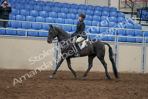 2020 - AB Morgan Horse - Sun, Sept 06 - 07780