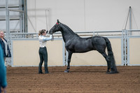 2020 - AB Morgan Horse - Sat, Sept 05 - 00044